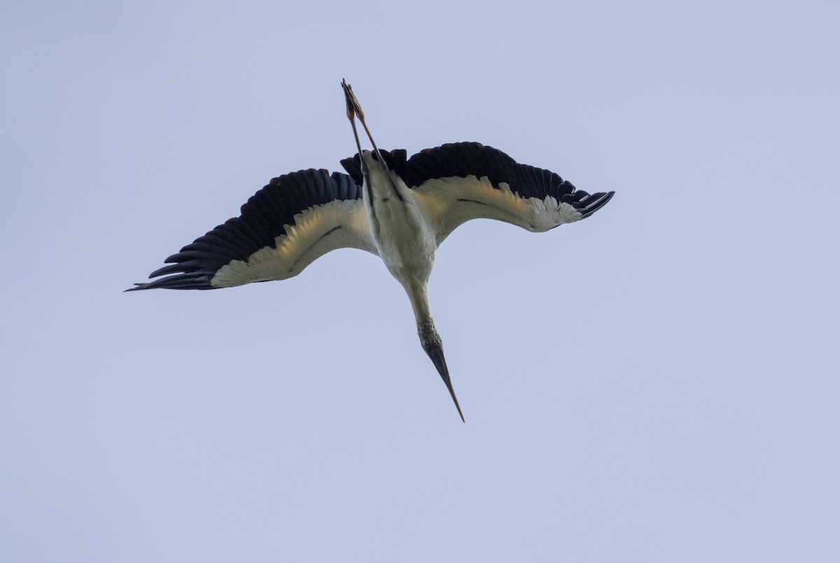 Wood Stork - ML642287203