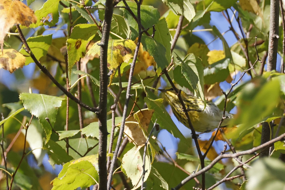 brunkinnparula - ML642287209