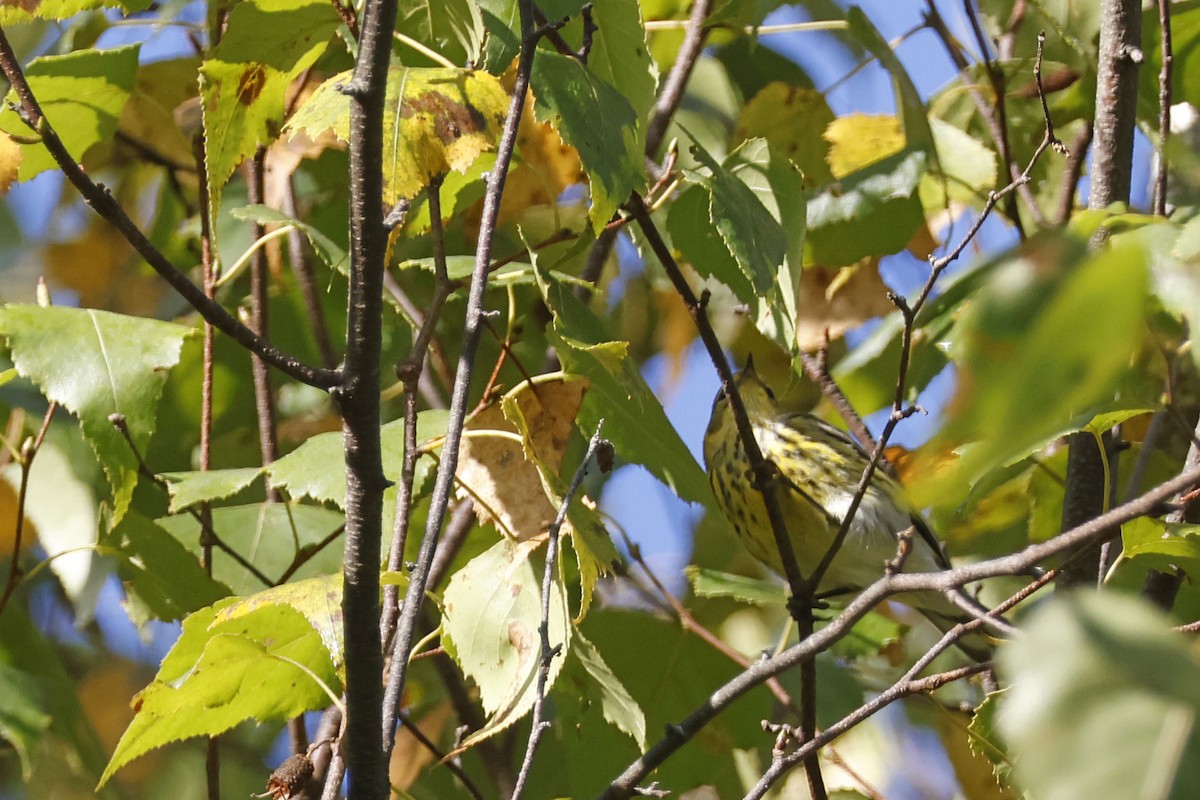 brunkinnparula - ML642287210
