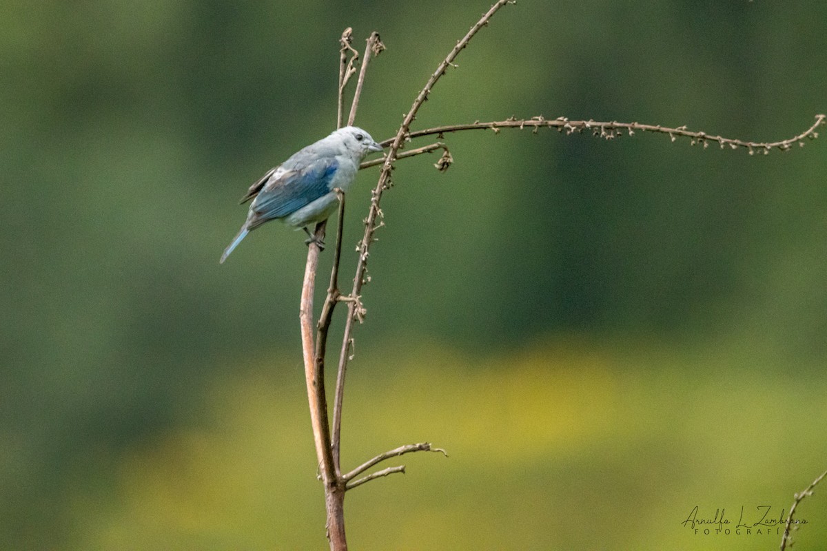 Blue-gray Tanager - ML642287214