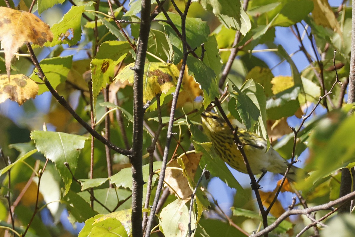 brunkinnparula - ML642287215