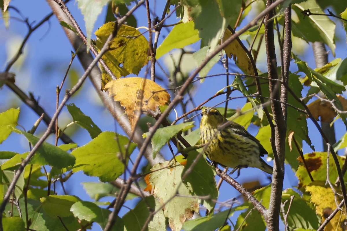 brunkinnparula - ML642287219