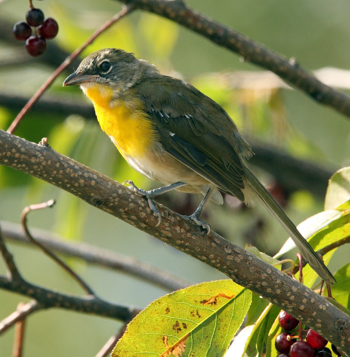 Yellow-breasted Chat - ML642287226