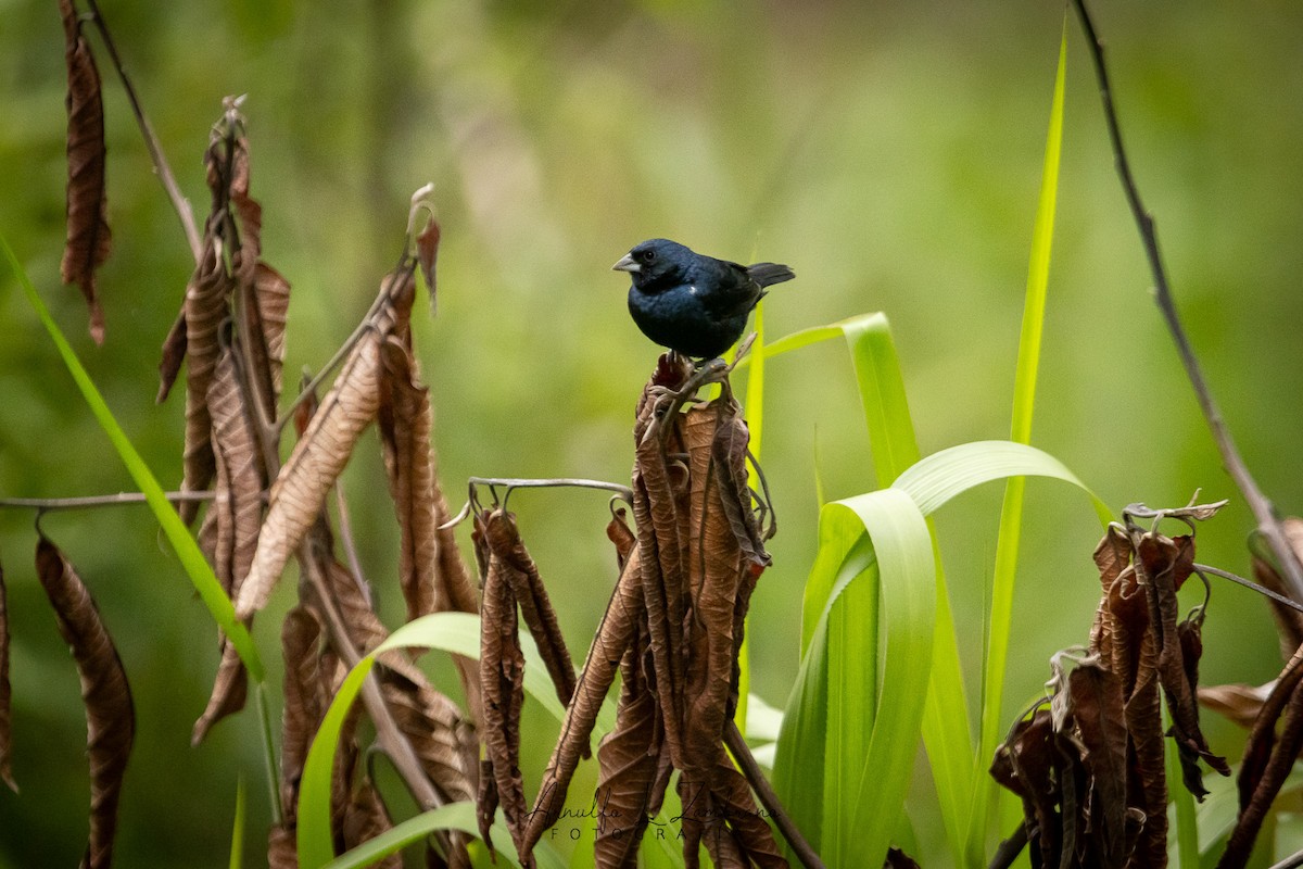 Blue-black Grassquit - ML642287229