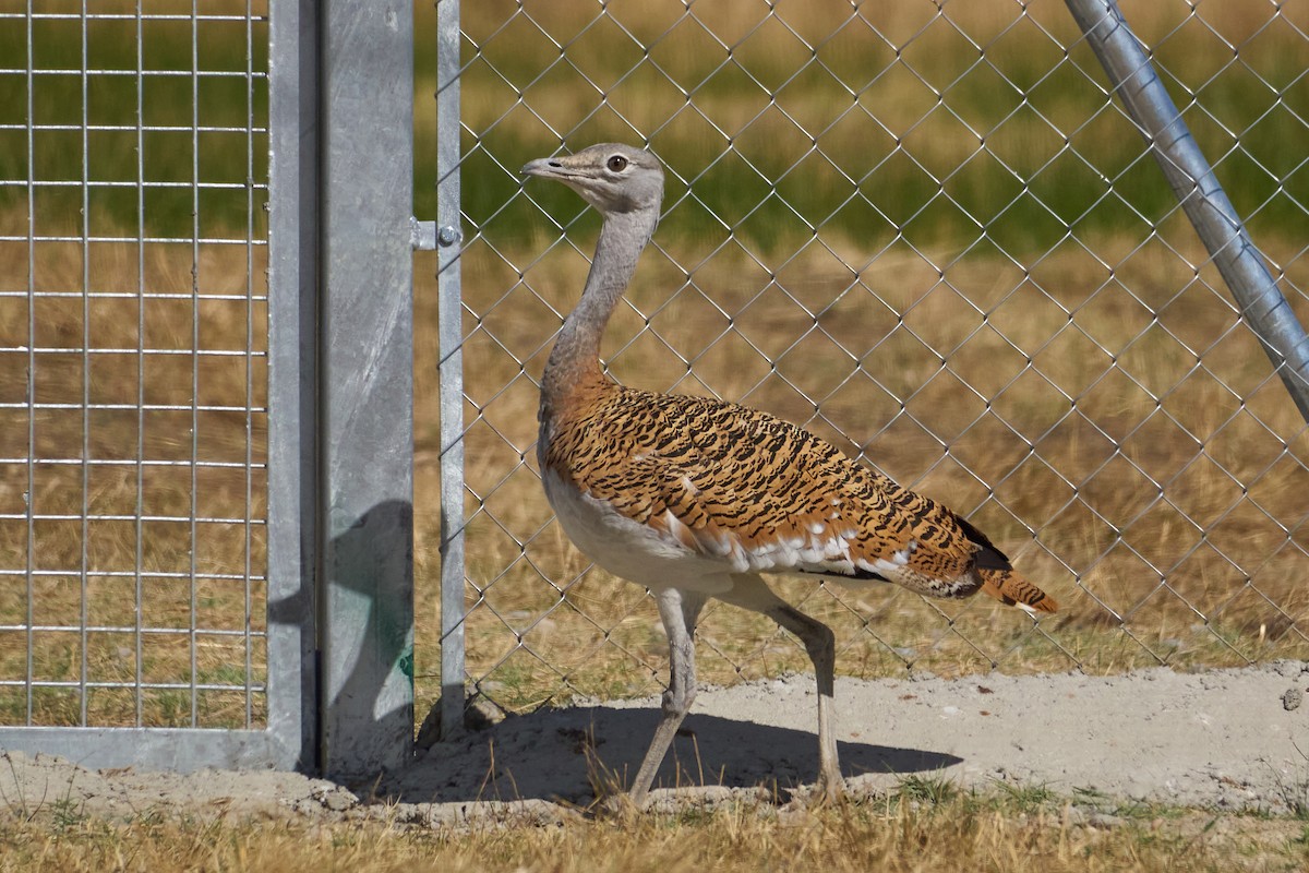 Great Bustard - ML642287247