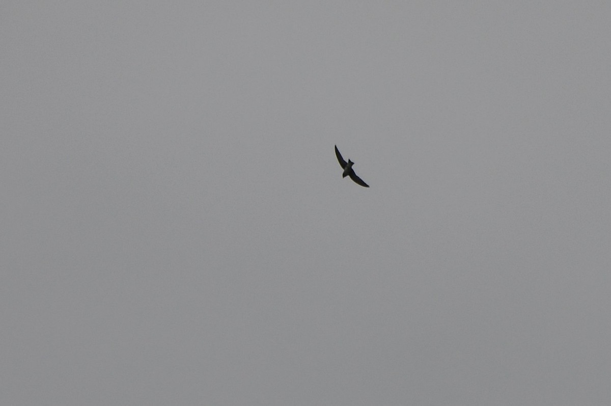 Purple Martin - ML642287266