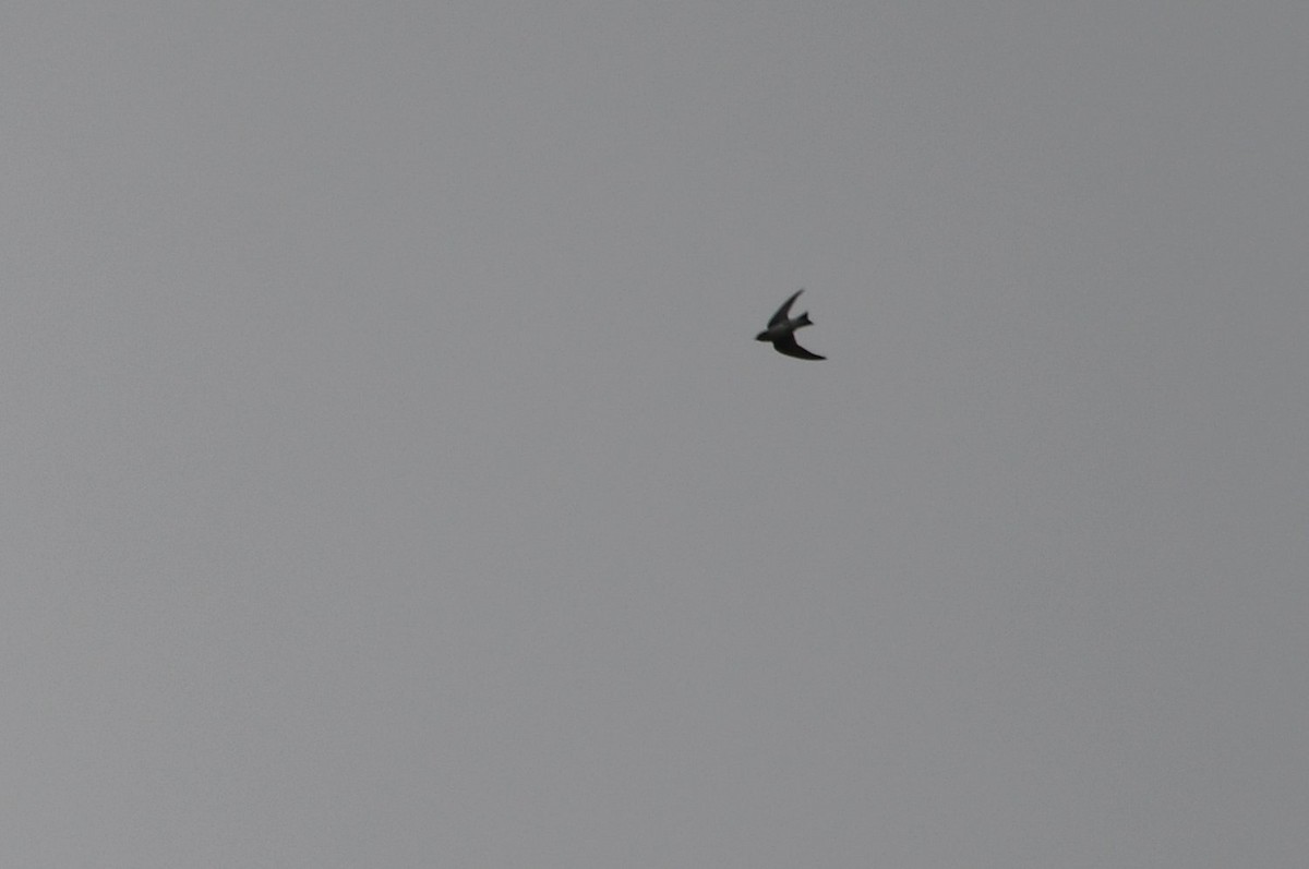 Purple Martin - ML642287268