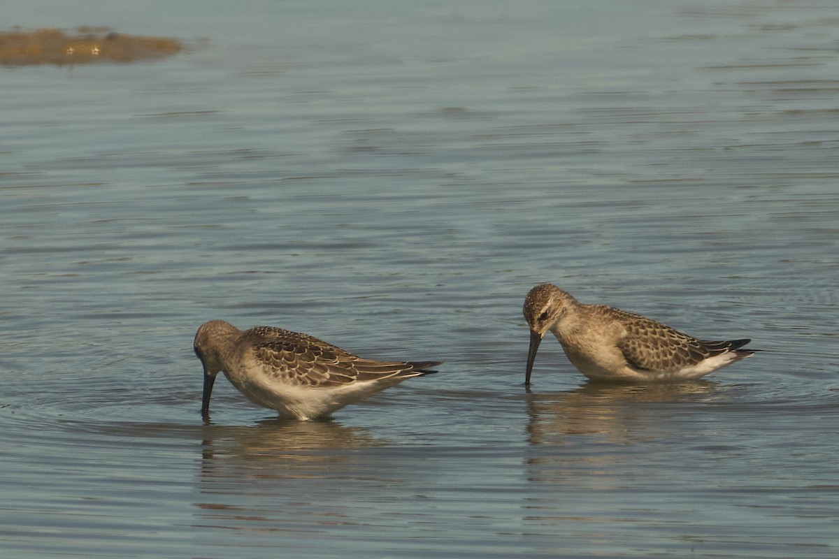 Curlew Sandpiper - ML642287273