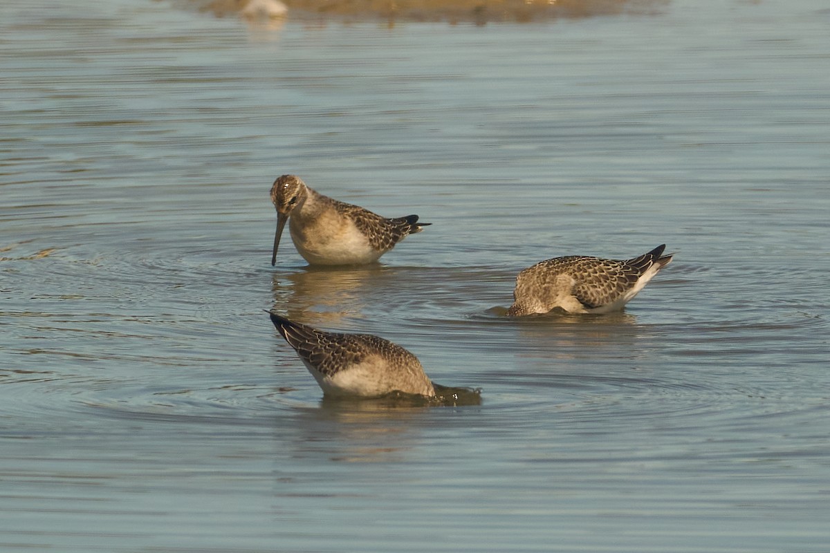 Curlew Sandpiper - ML642287274