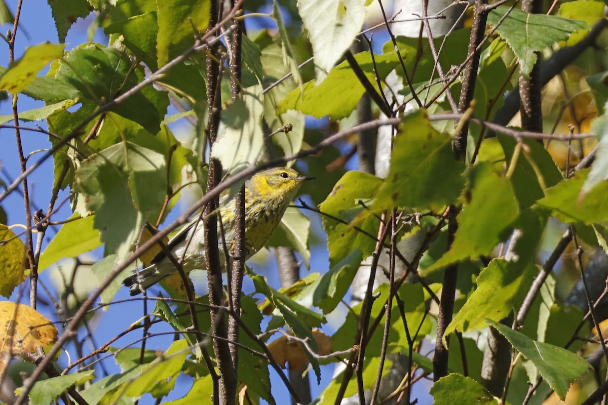 brunkinnparula - ML642287284