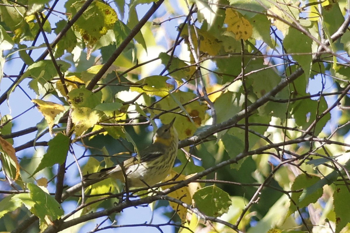 brunkinnparula - ML642287289
