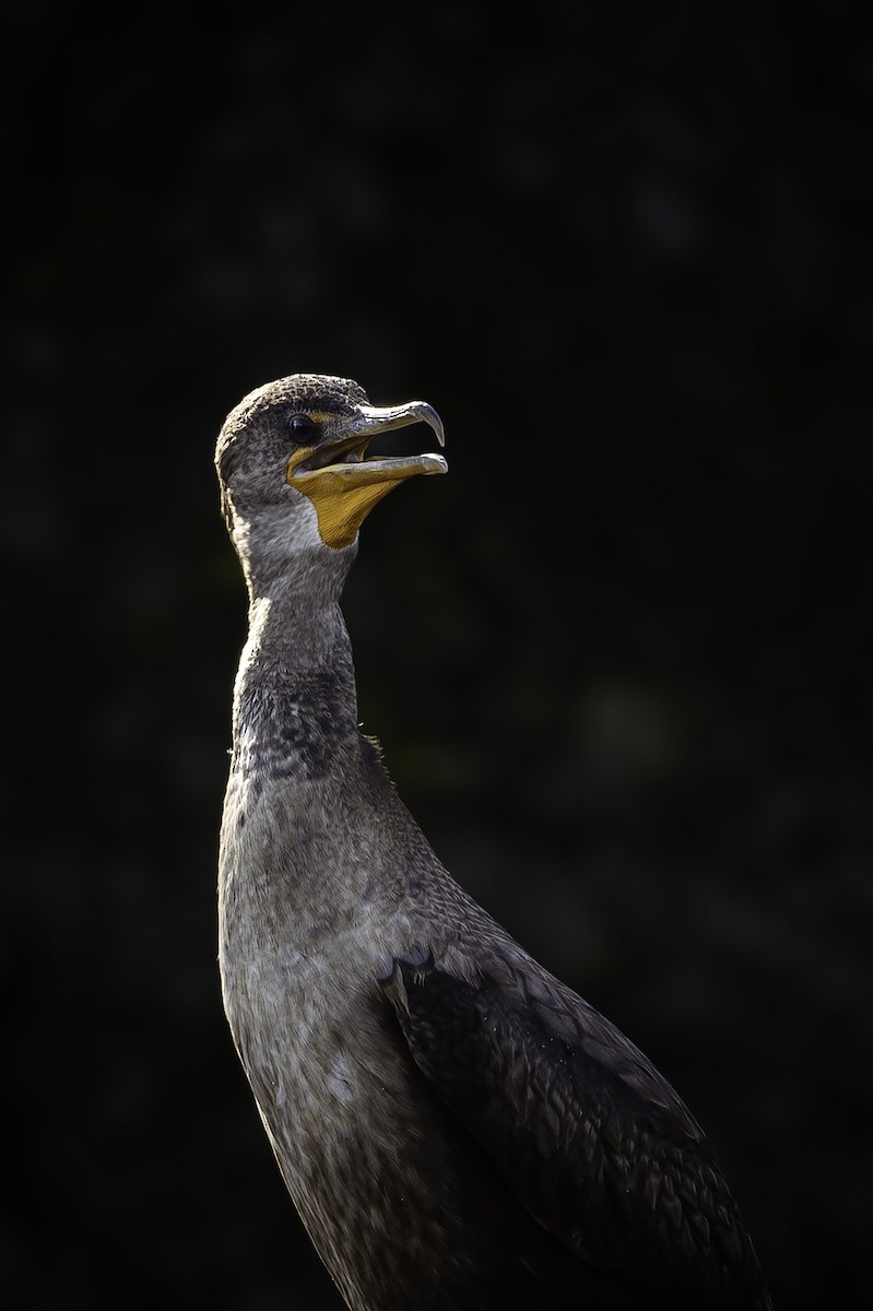 Double-crested Cormorant - ML642287290