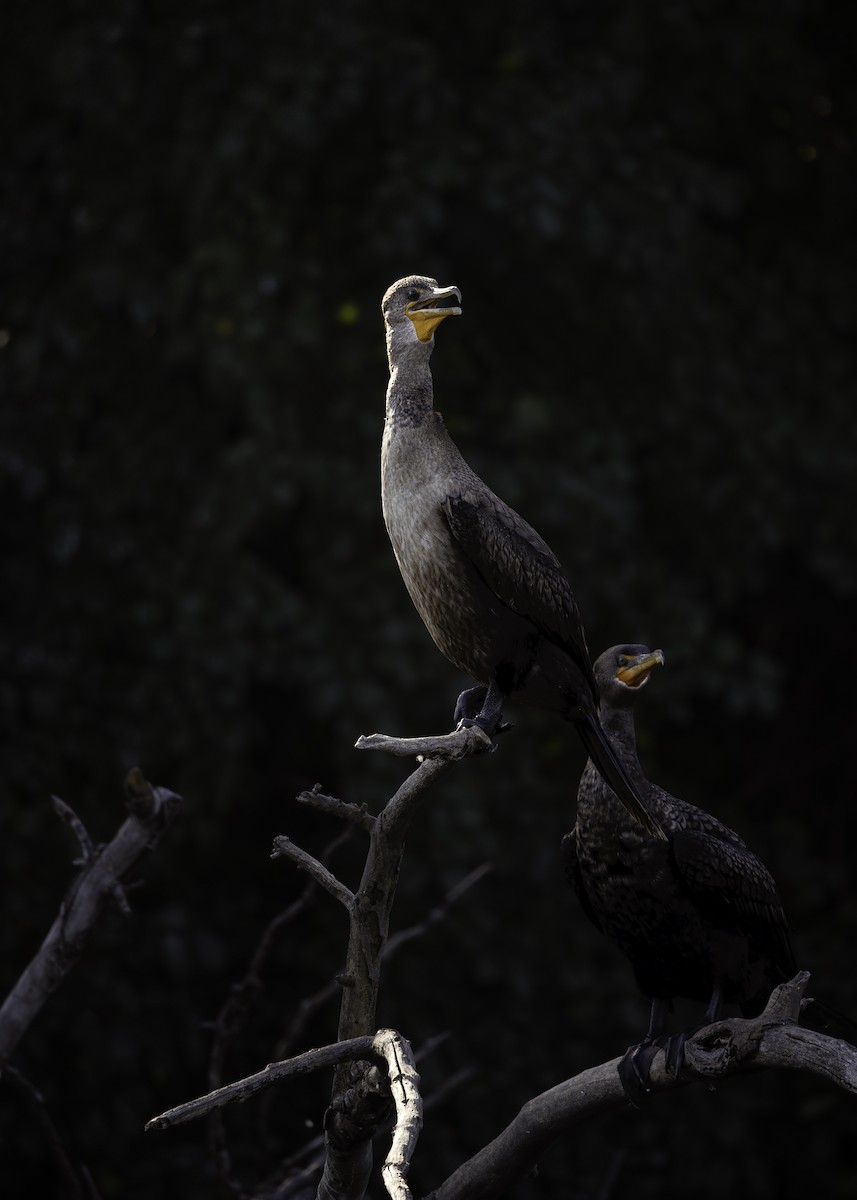 Double-crested Cormorant - ML642287291