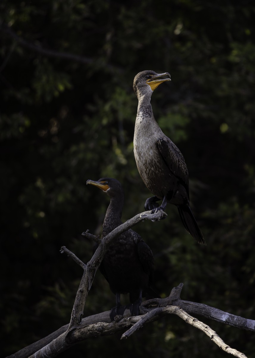 Double-crested Cormorant - ML642287292