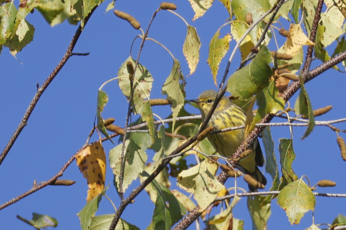 brunkinnparula - ML642287295