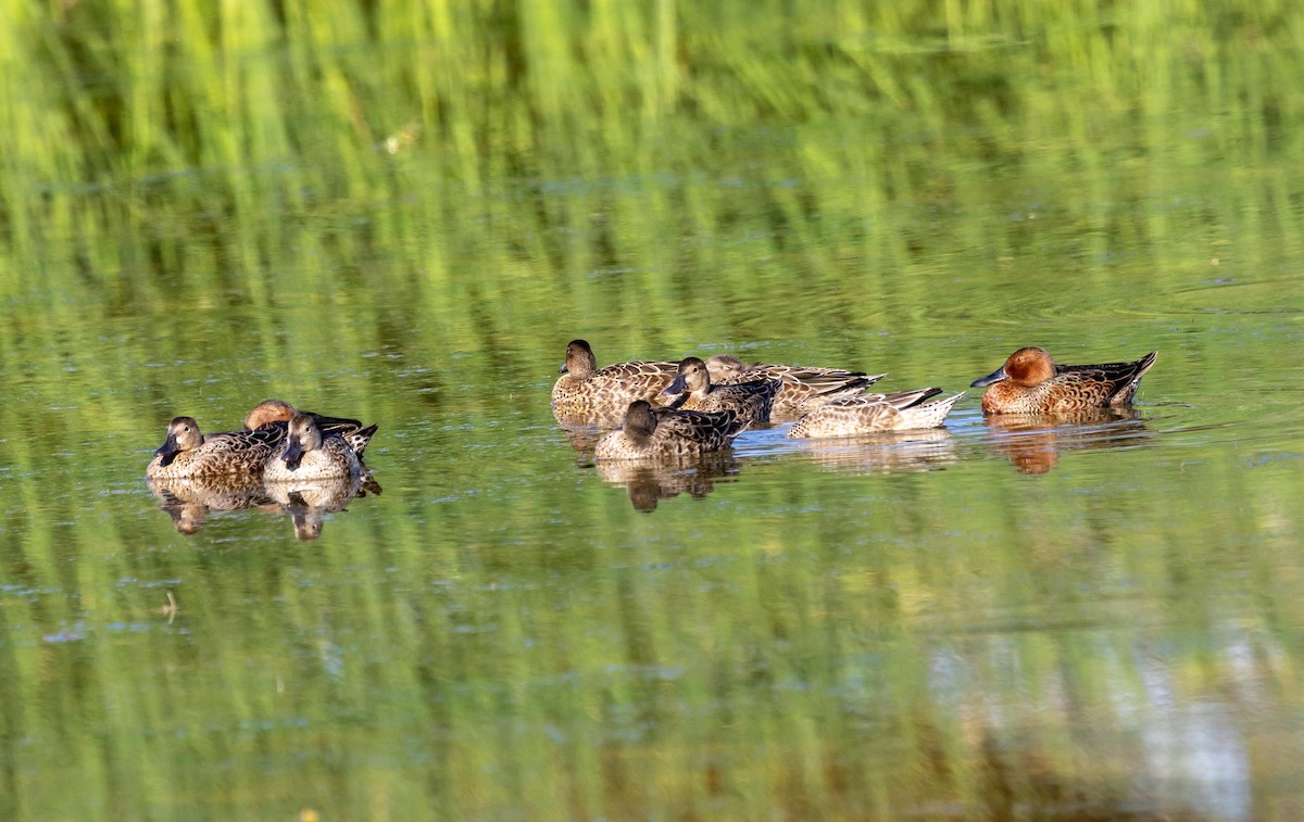 Cinnamon Teal - ML642287302