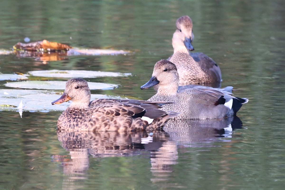 Gadwall - ML642287314
