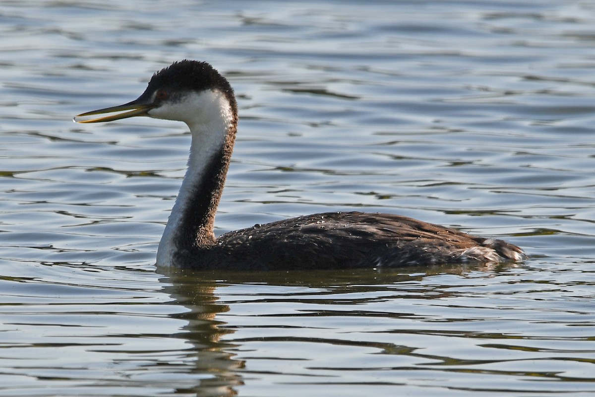 Western Grebe - ML642287323