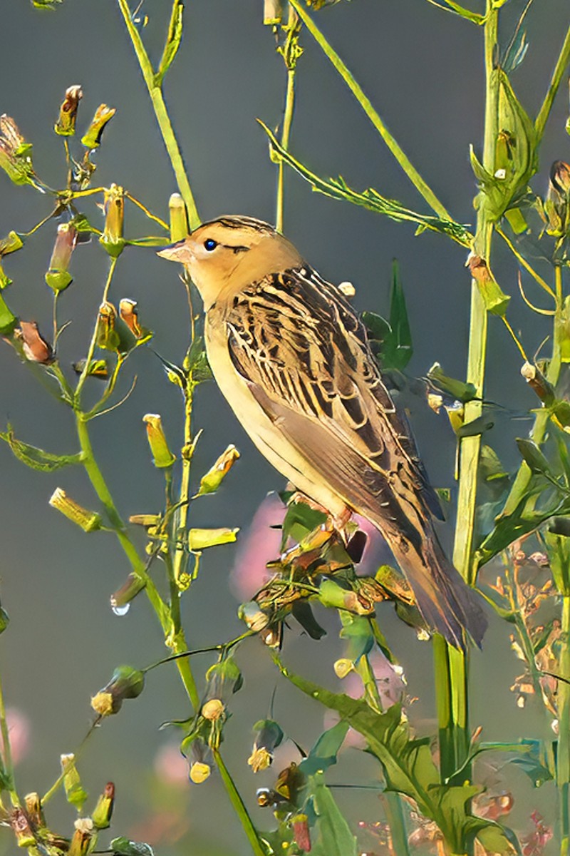 Bobolink - ML642287329