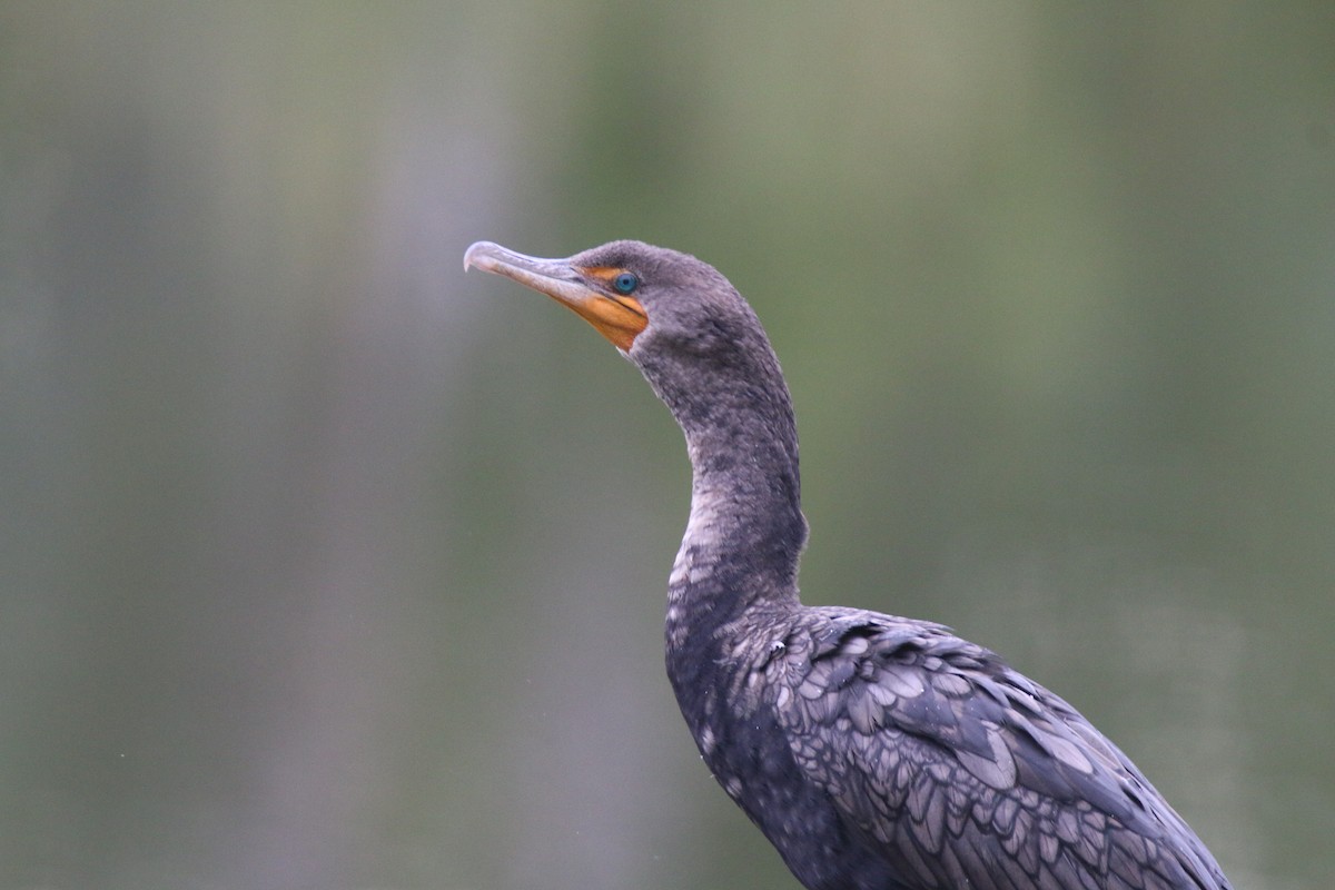 Double-crested Cormorant - ML642287334
