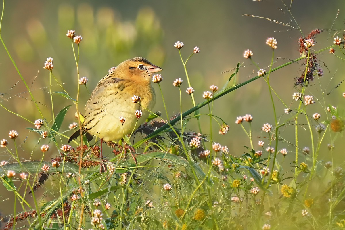 Bobolink - ML642287340
