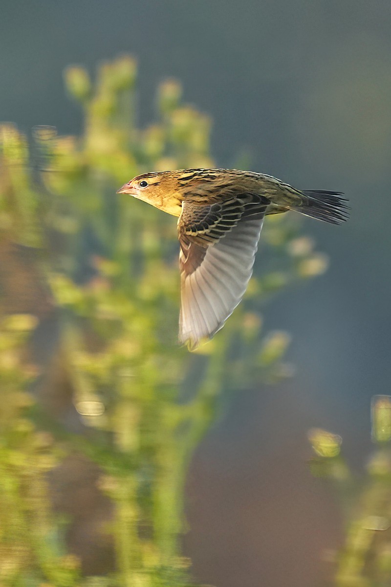 Bobolink - ML642287343