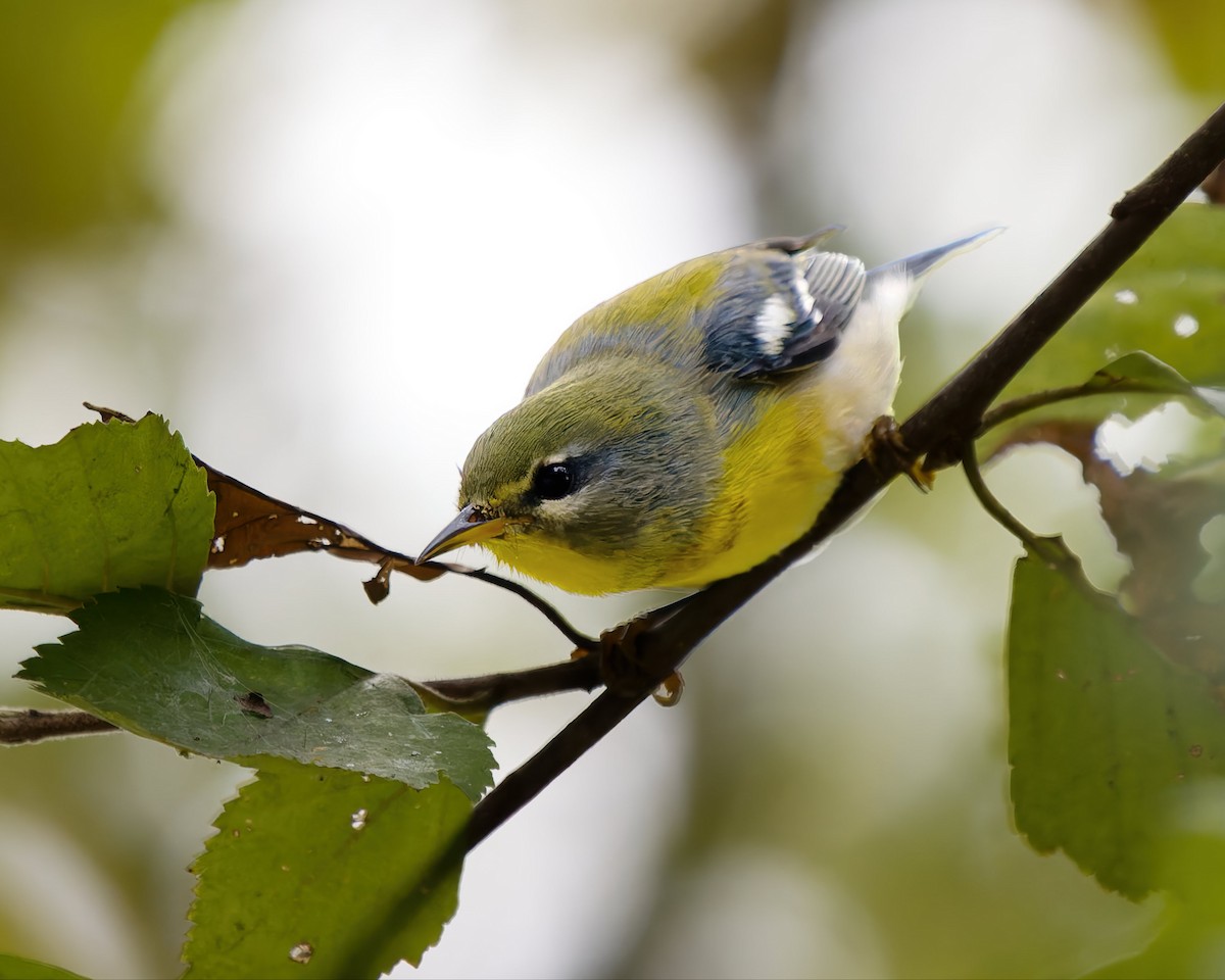Northern Parula - ML642287366