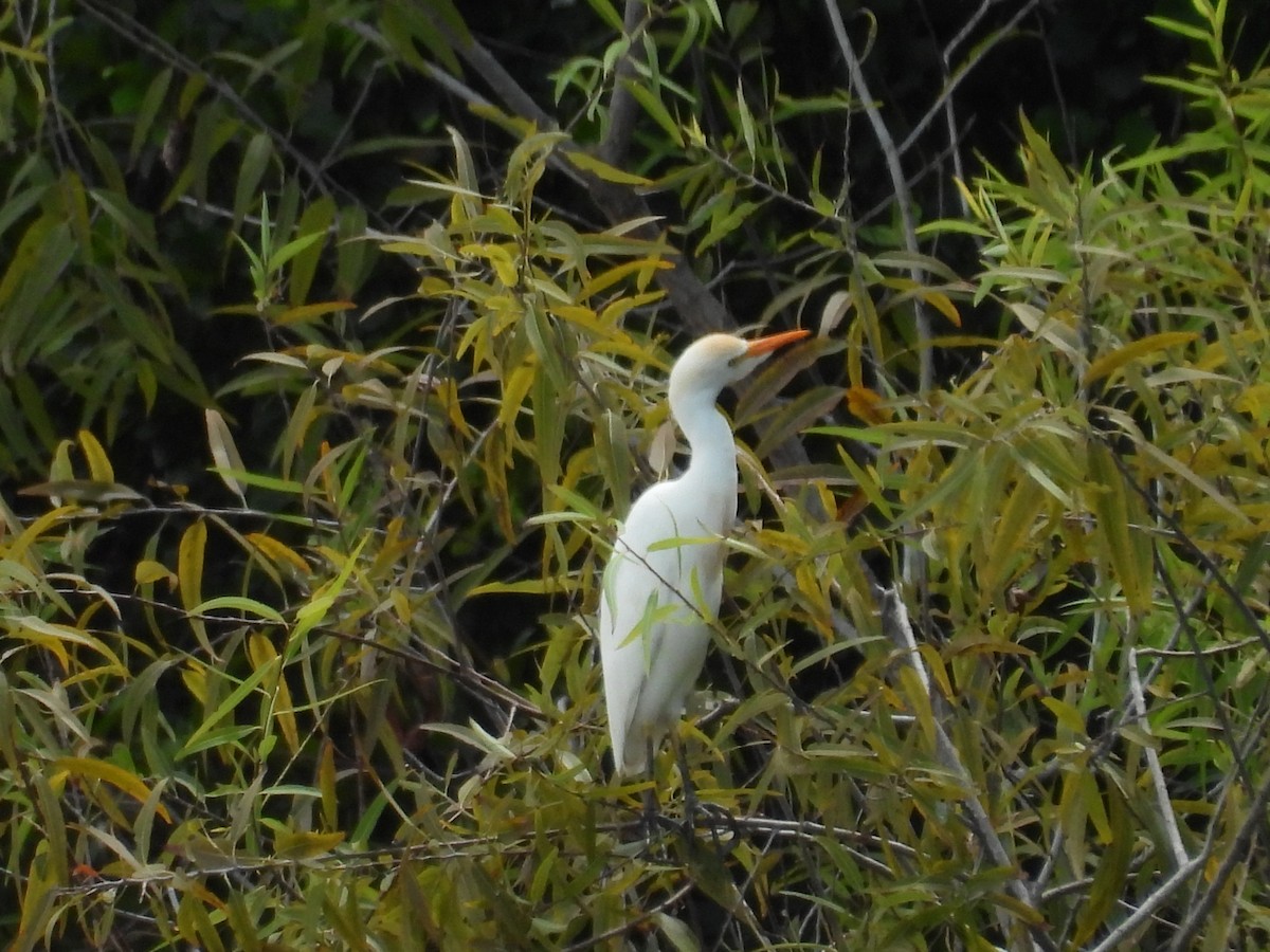 Western Cattle-Egret - ML642287377