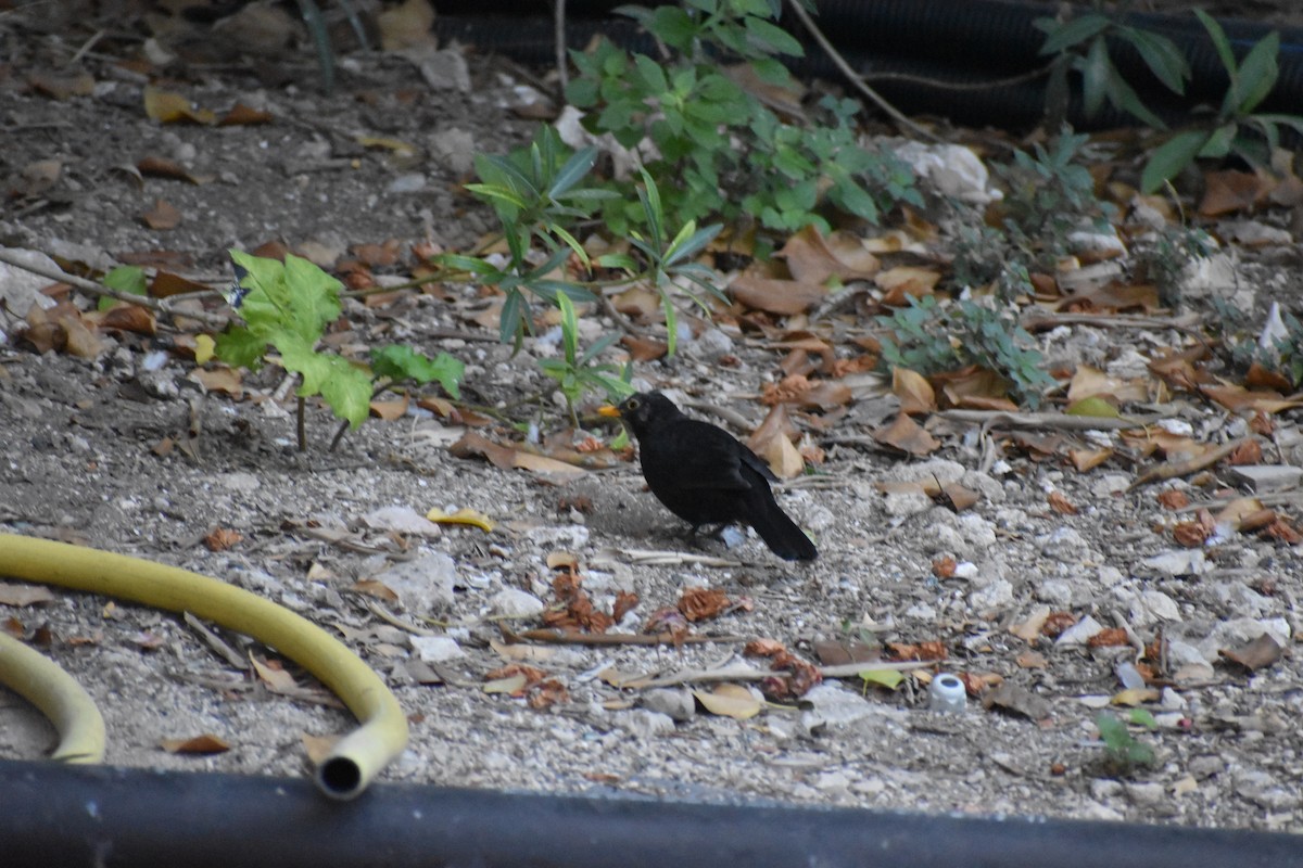 Eurasian Blackbird - ML642287435