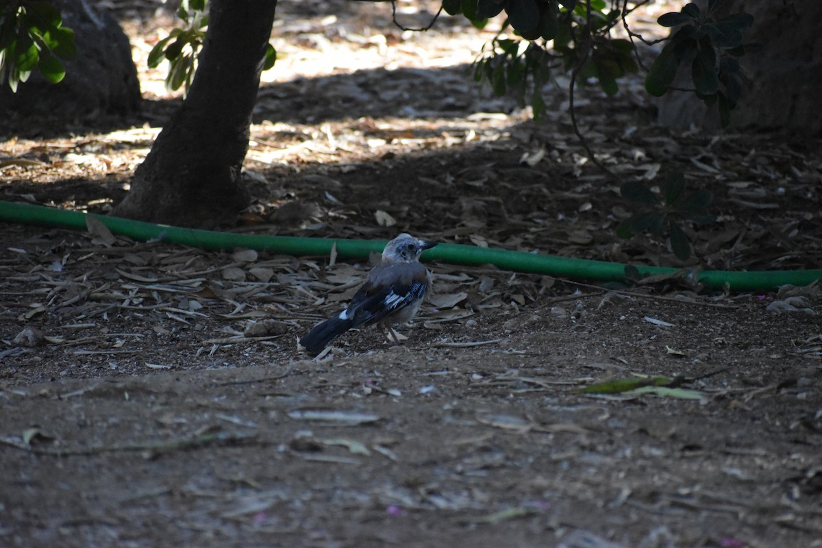 Eurasian Jay - ML642287440