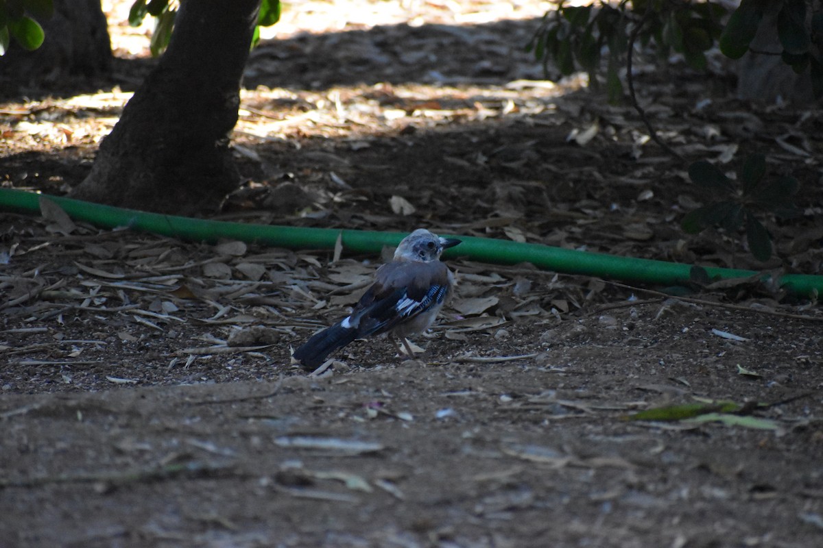 Eurasian Jay - ML642287441