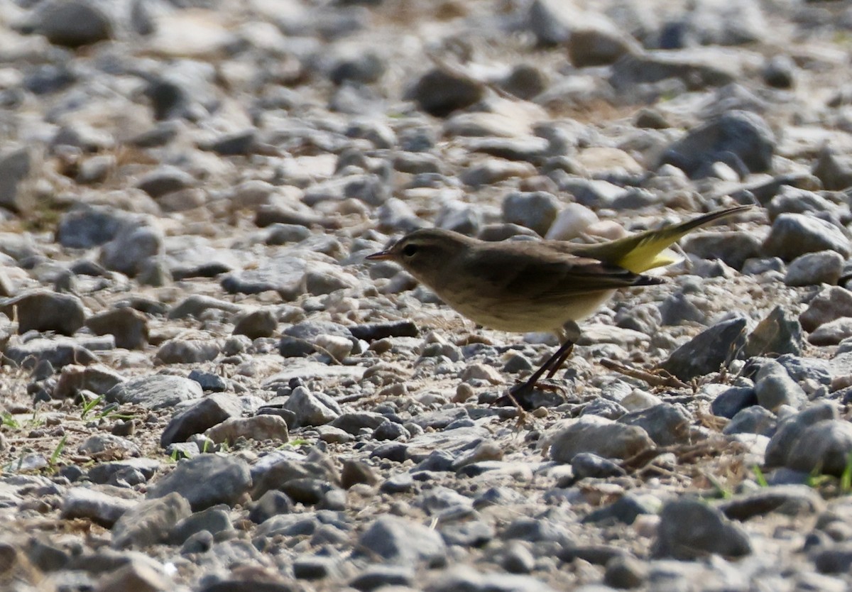 Palm Warbler - ML642287443
