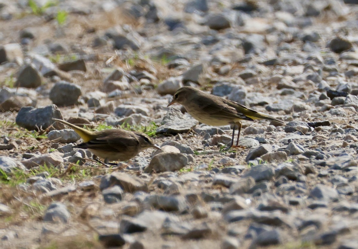 Palm Warbler - ML642287444