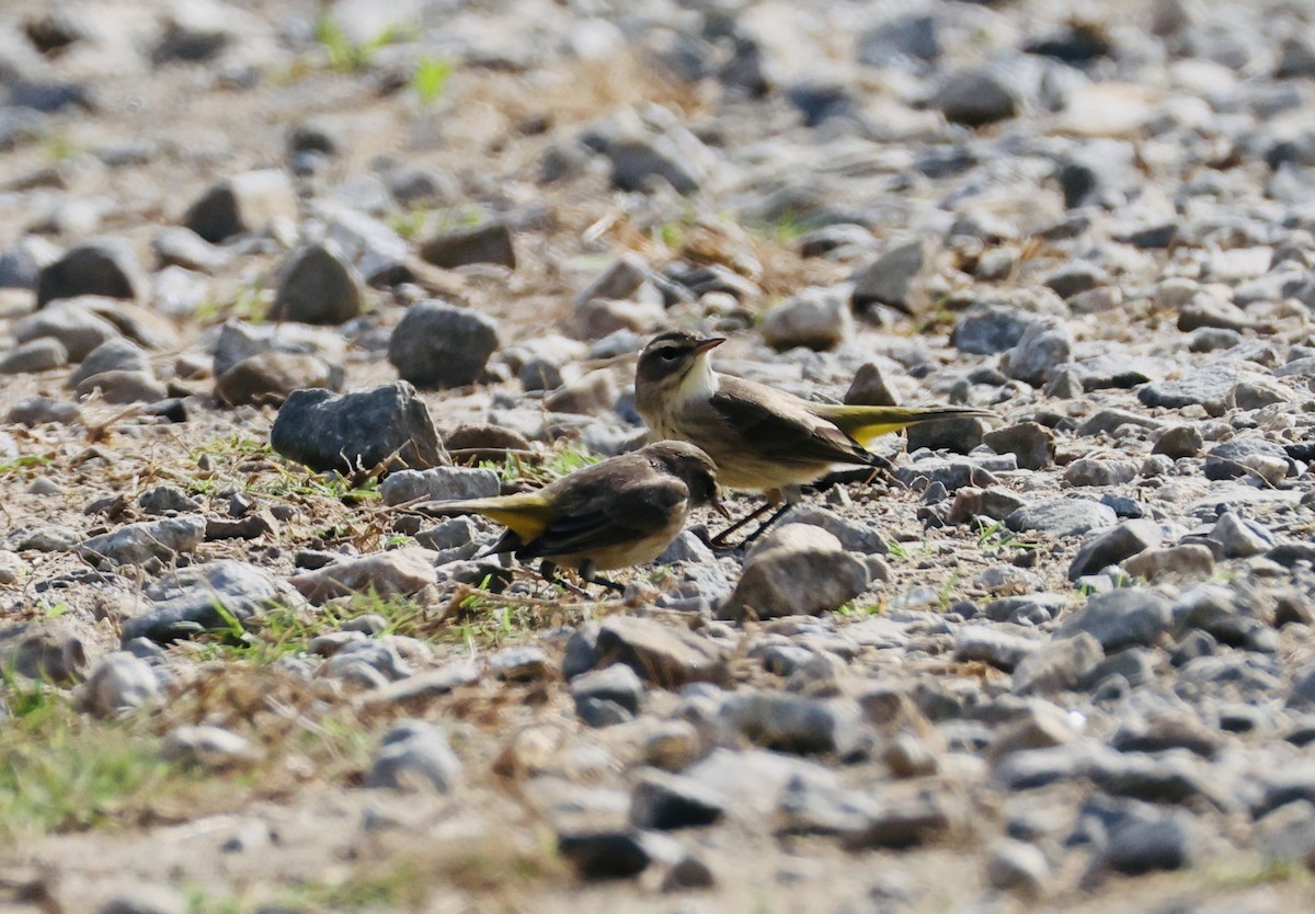 Palm Warbler - ML642287445