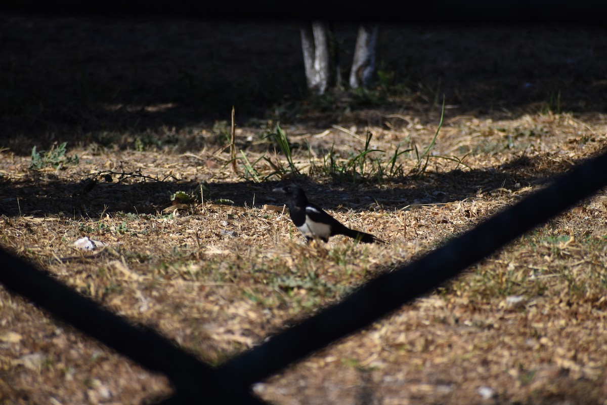 Eurasian Magpie - ML642287456