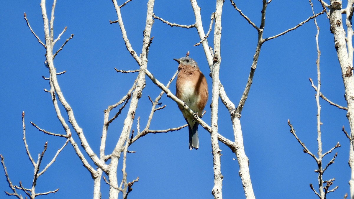 Eastern Bluebird - ML642287467