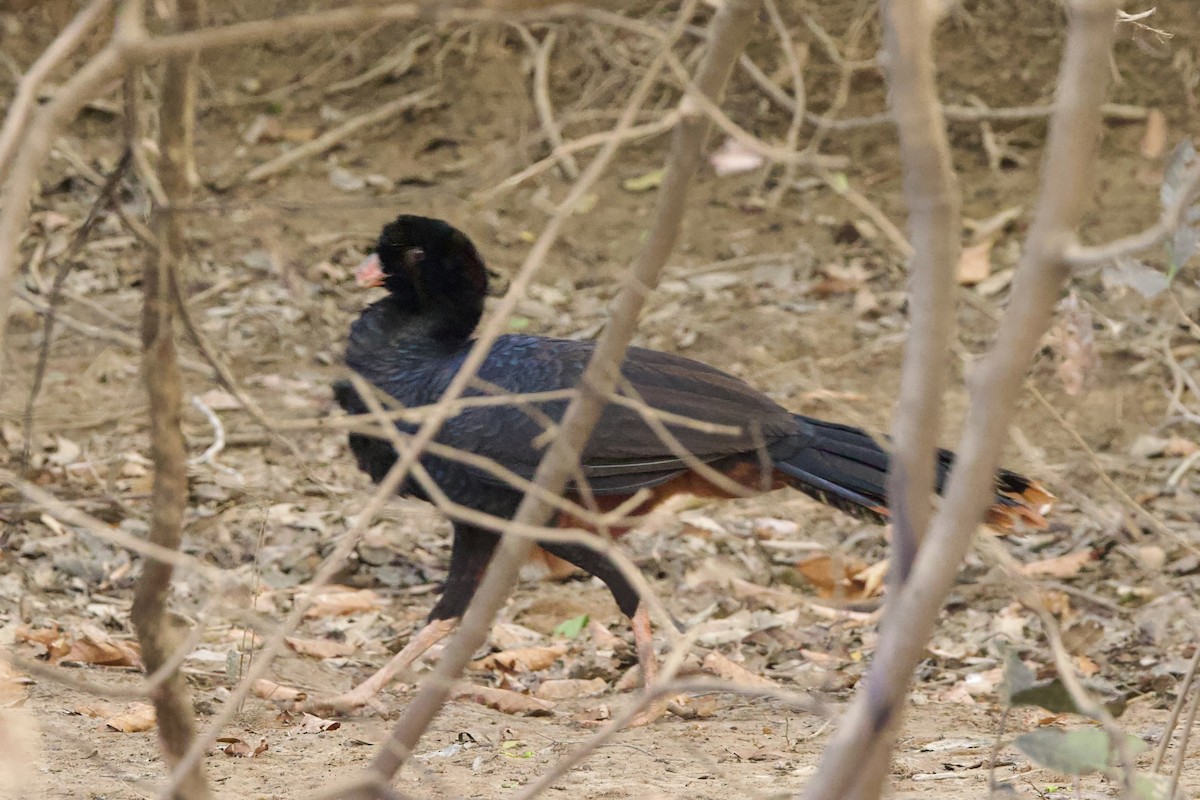Crestless Curassow - ML642287471