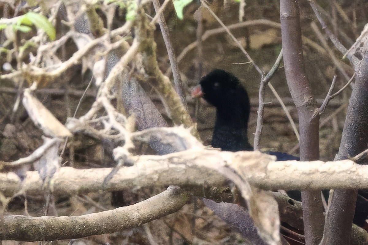 Crestless Curassow - ML642287476