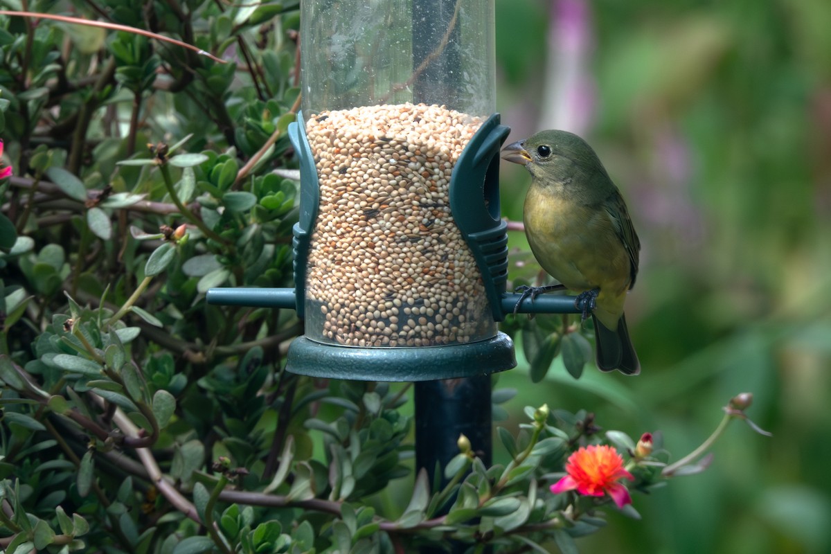 Painted Bunting - ML642287480