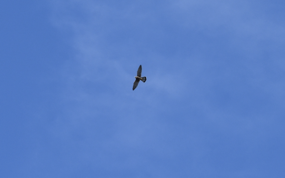 Eurasian Kestrel (Eurasian) - ML642287485