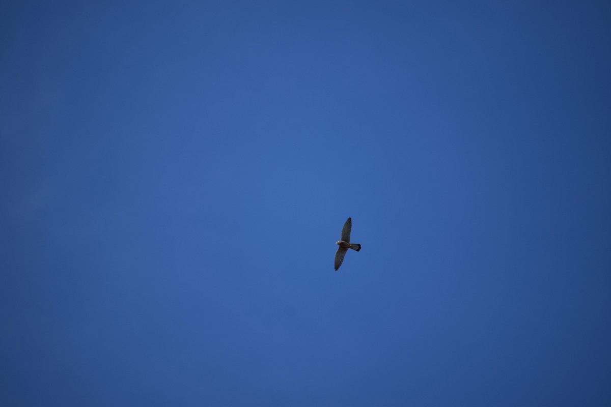Eurasian Kestrel (Eurasian) - ML642287492