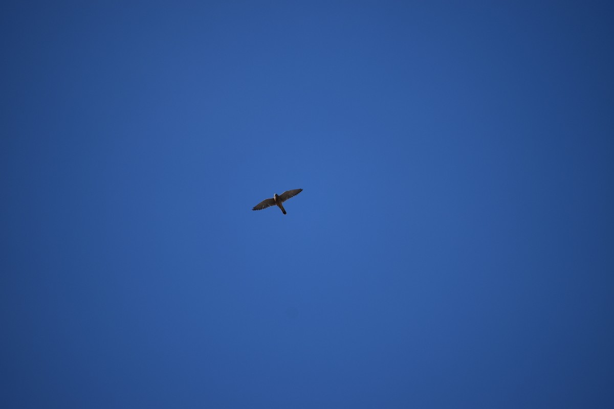 Eurasian Kestrel (Eurasian) - ML642287493