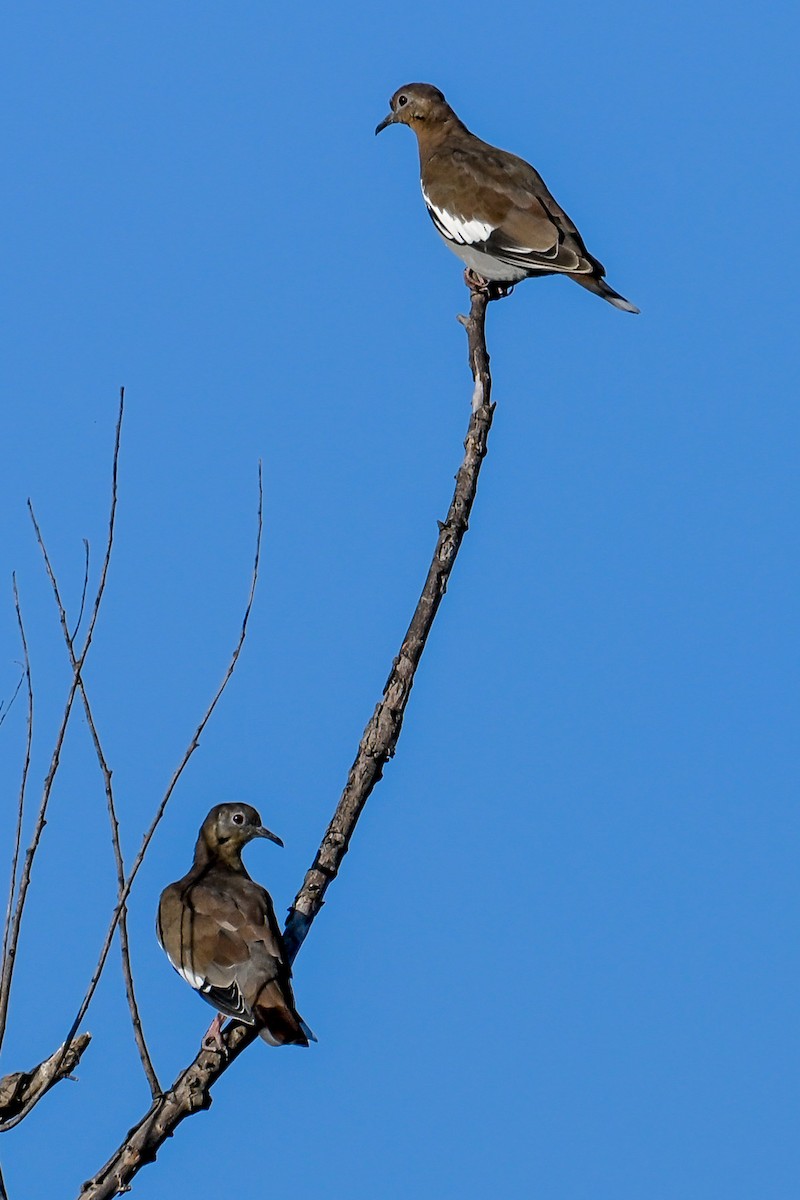 White-winged Dove - ML642287503