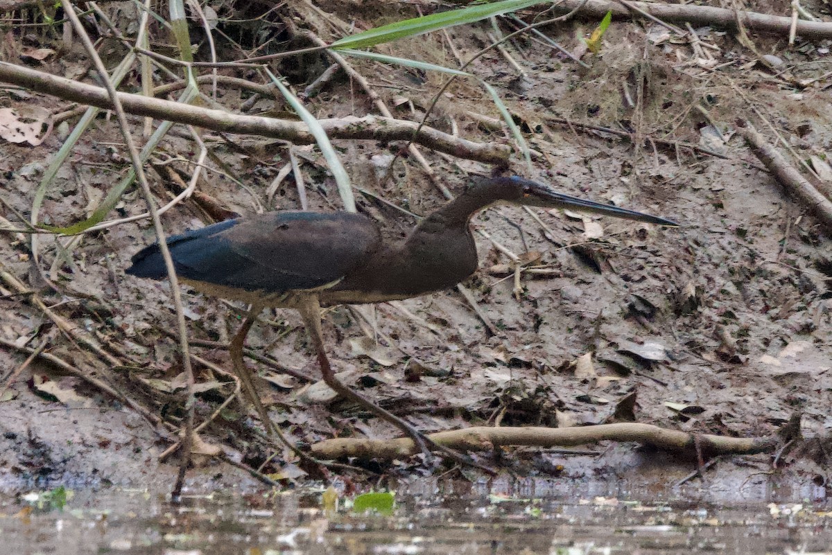 Agami Heron - ML642287509