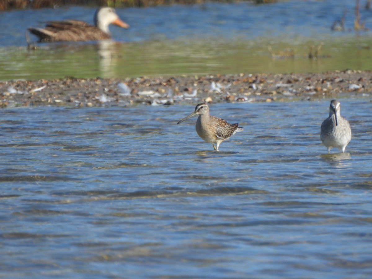 Short-billed Dowitcher (hendersoni) - ML642287510