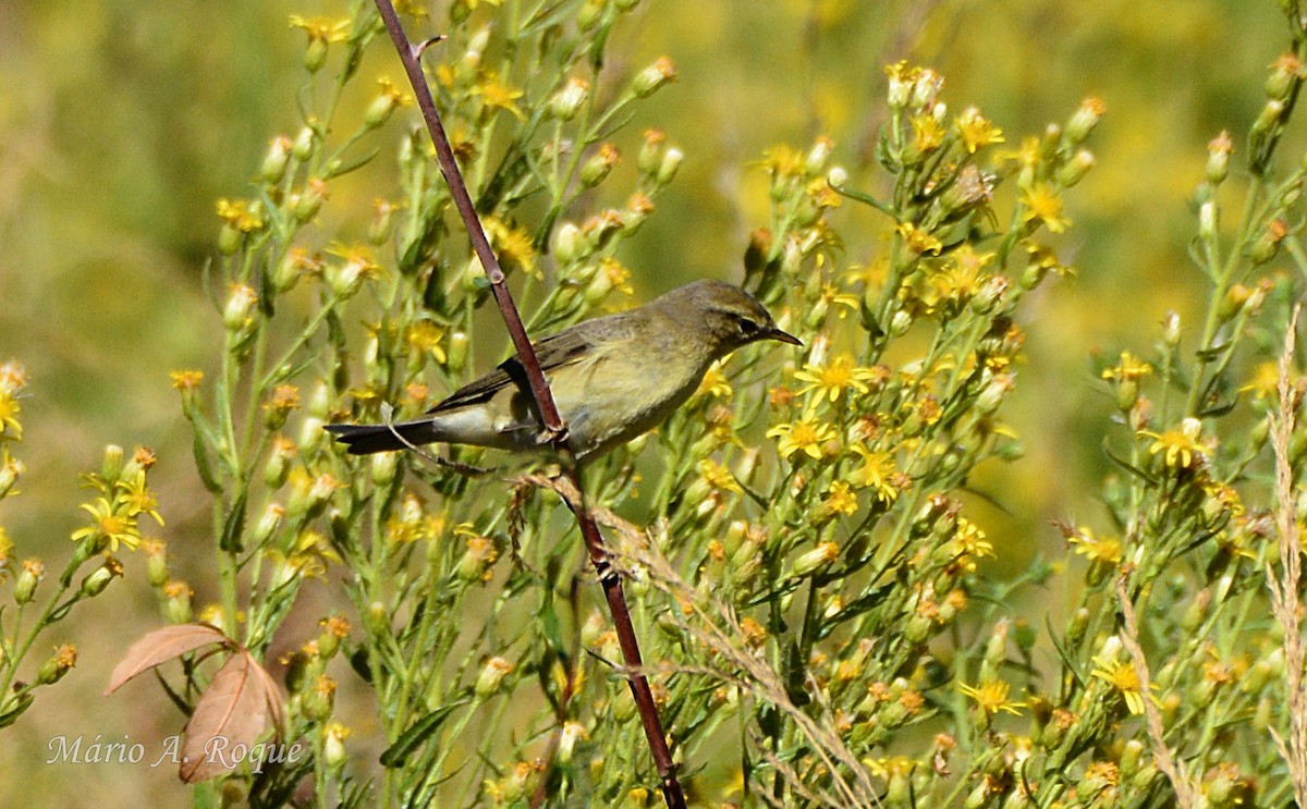 עלווית אפורה - ML642287522
