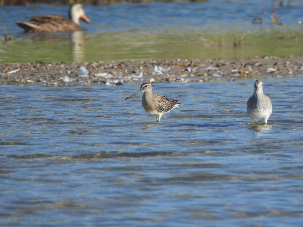 Short-billed Dowitcher (hendersoni) - ML642287525