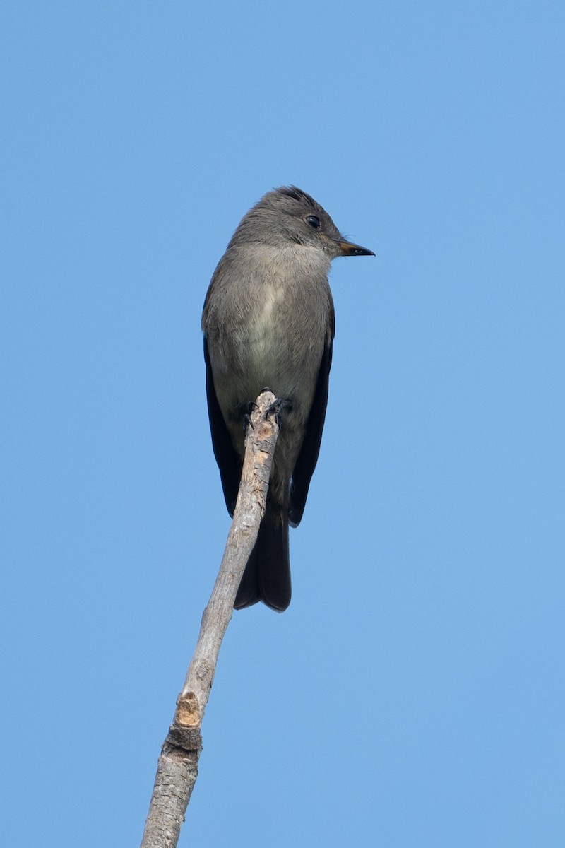Western Wood-Pewee - ML642287526