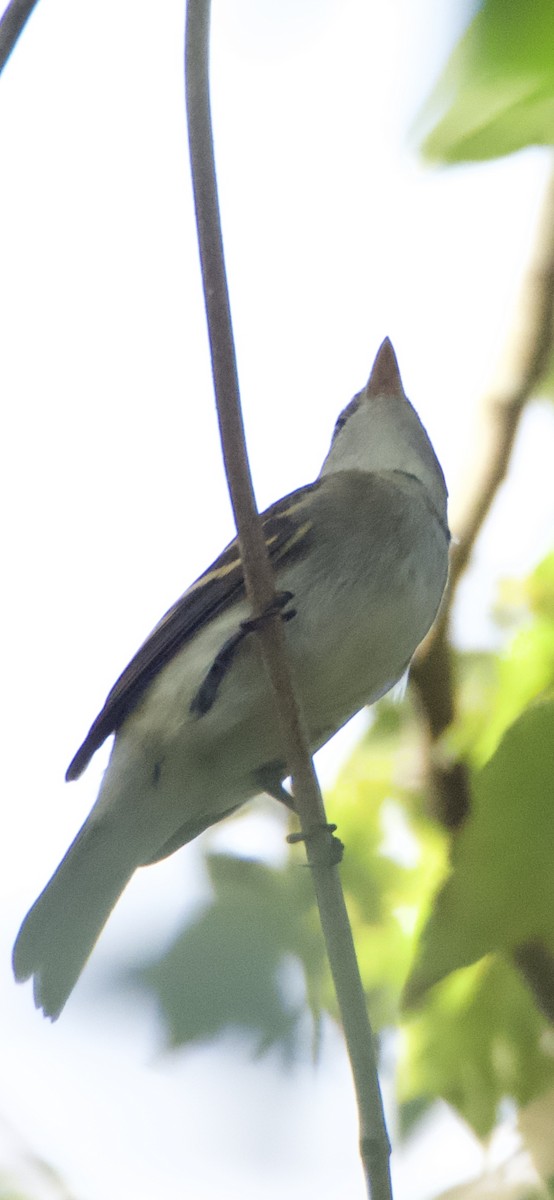 Alder/Willow Flycatcher (Traill's Flycatcher) - ML642287528