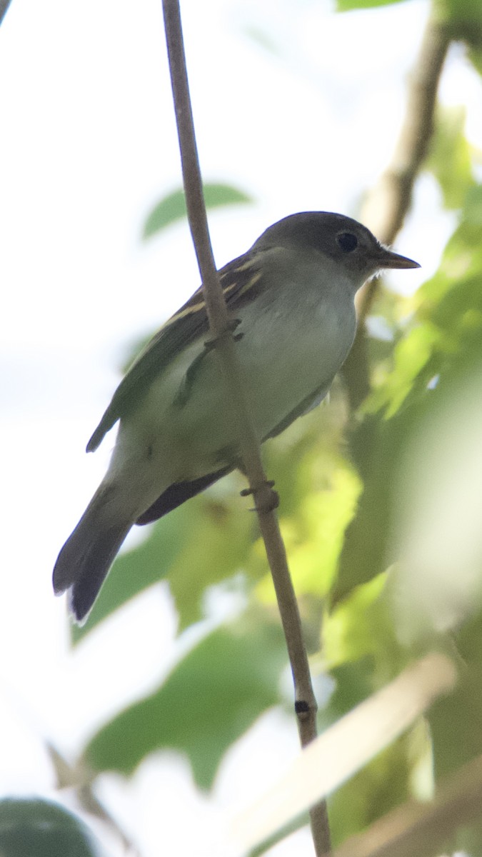 Alder/Willow Flycatcher (Traill's Flycatcher) - ML642287529